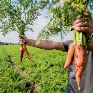 Producteur de carottes locales et légumes locaux